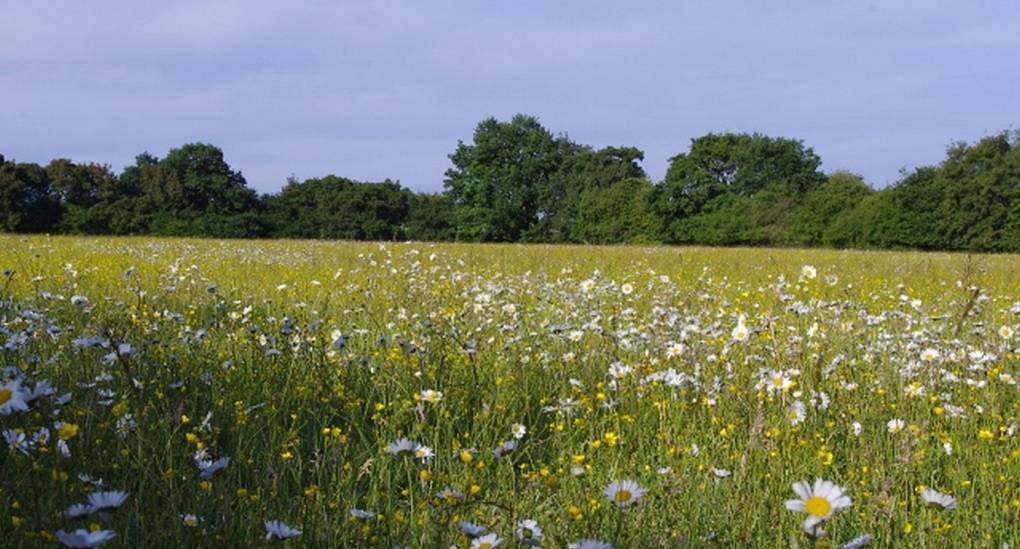 Meadow view