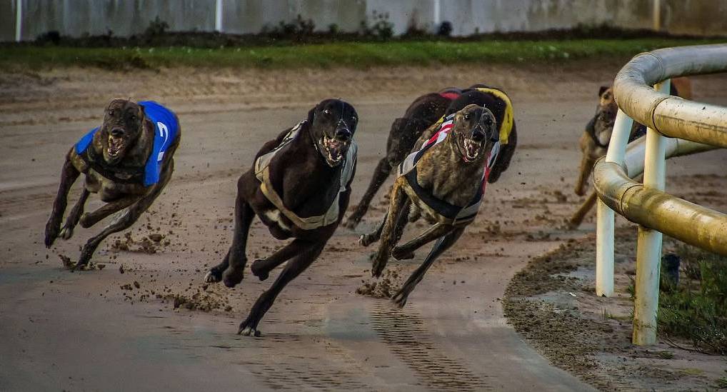 Greyhounds are a great stag ideas for those that like a flutter